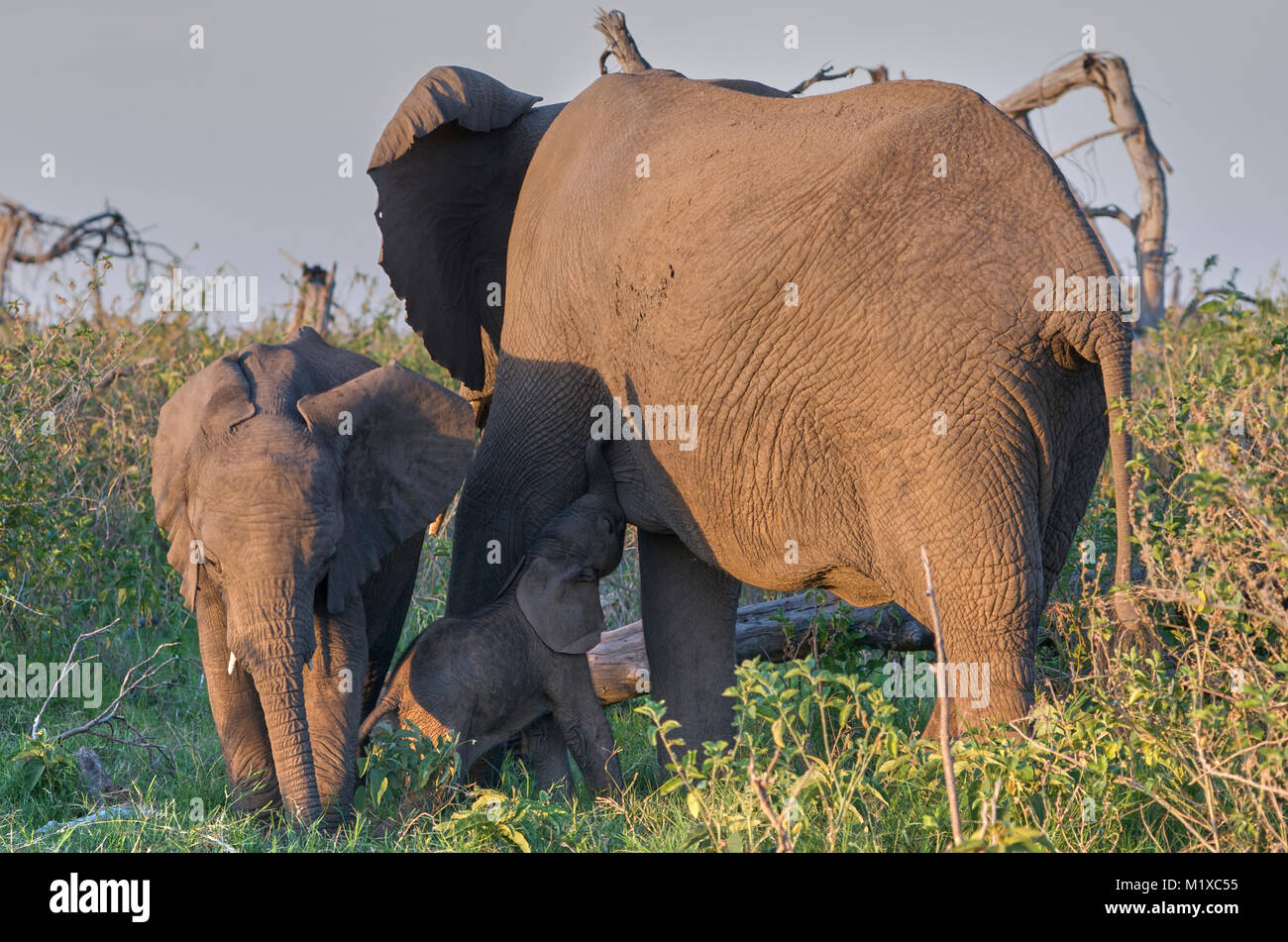 Elefante africano (Loxodonta africana) vitello lattante dalla madre con luce calda del pomeriggio. Giovani allomother sorge accanto a loro. Amboseli. Kenya. Foto Stock