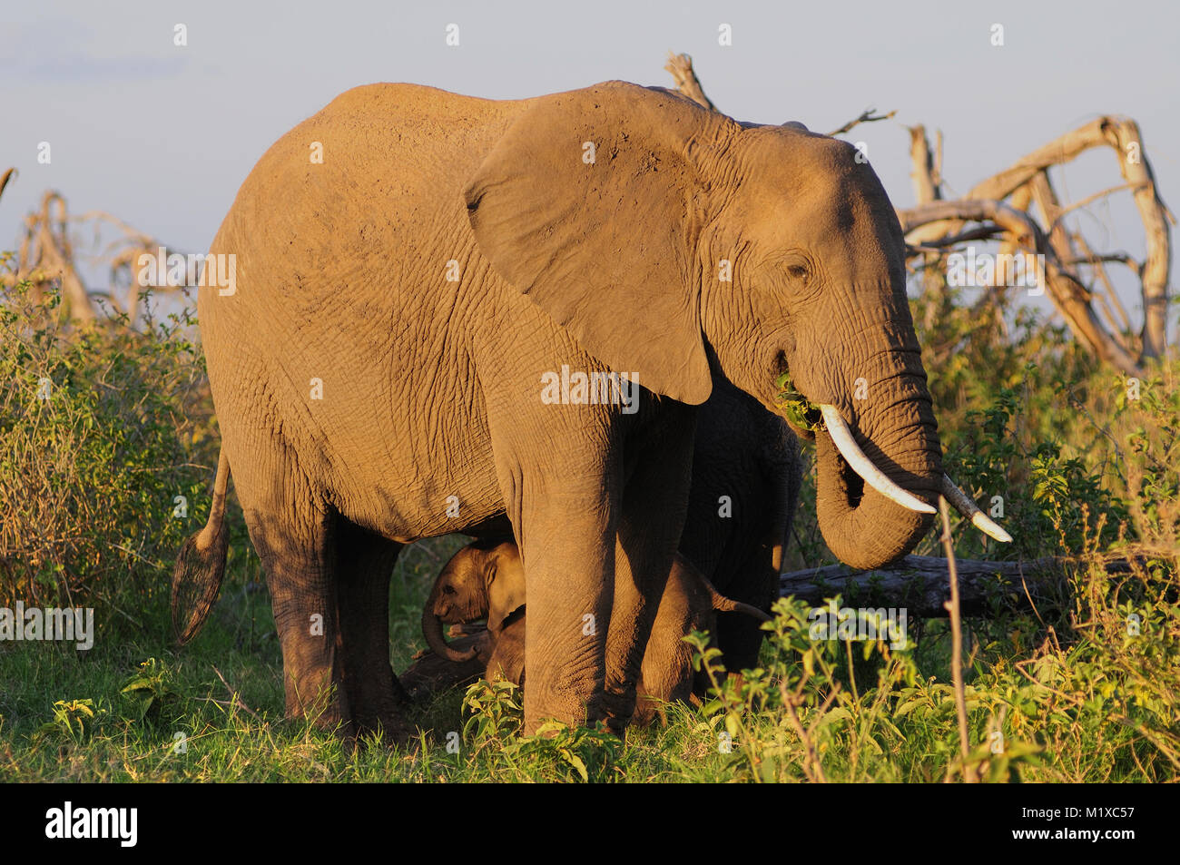 Elefante africano (Loxodonta africana) vitello cercando ombra sotto la madre con luce calda del pomeriggio. Amboseli. Kenya. Foto Stock