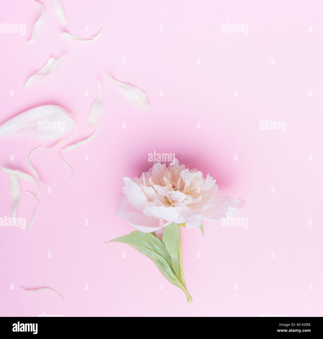 Rosa pastello sfondo floreale con il bianco peonia fiori e petali, vista dall'alto, laici piatta Foto Stock