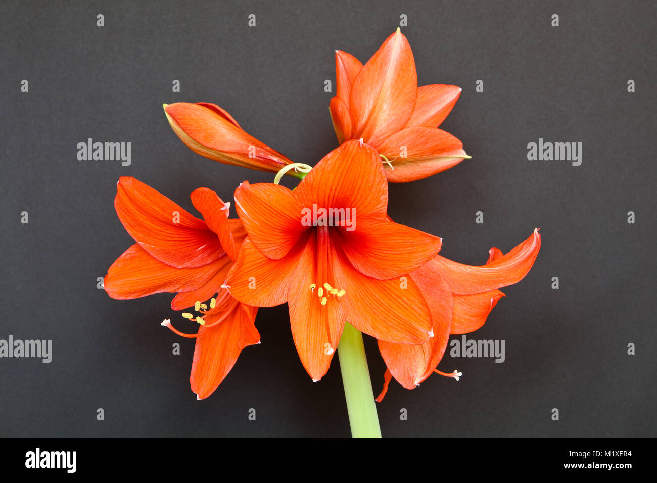 Amaryllis - dettaglio del superbo fiore con cinque pastello rosso reale fiorisce Foto Stock