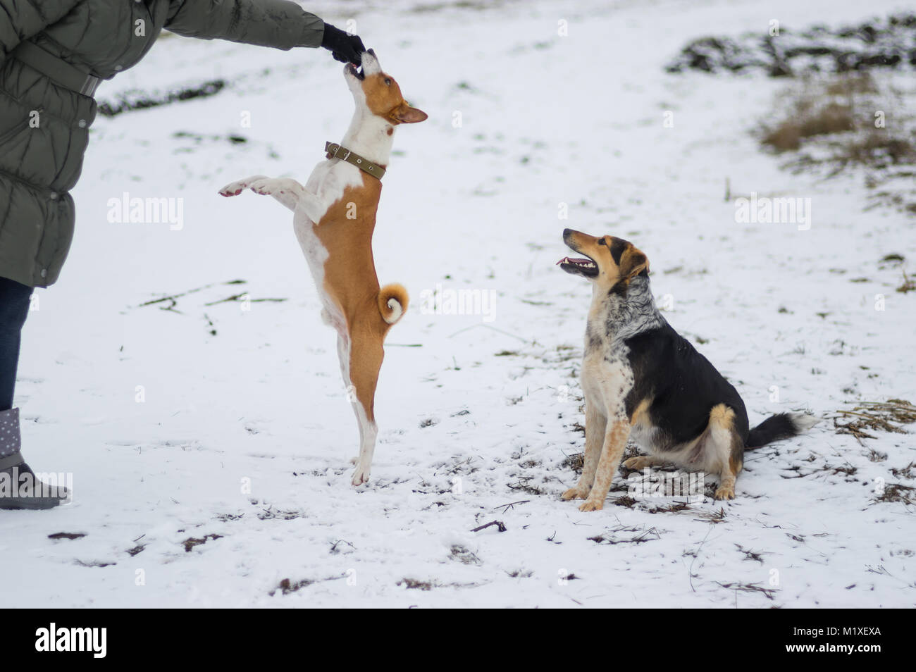 Basenji dog jumping fino ad ottenere un po' di cibo da padrone la mano durante il gioco all'aperto in stagione invernale Foto Stock