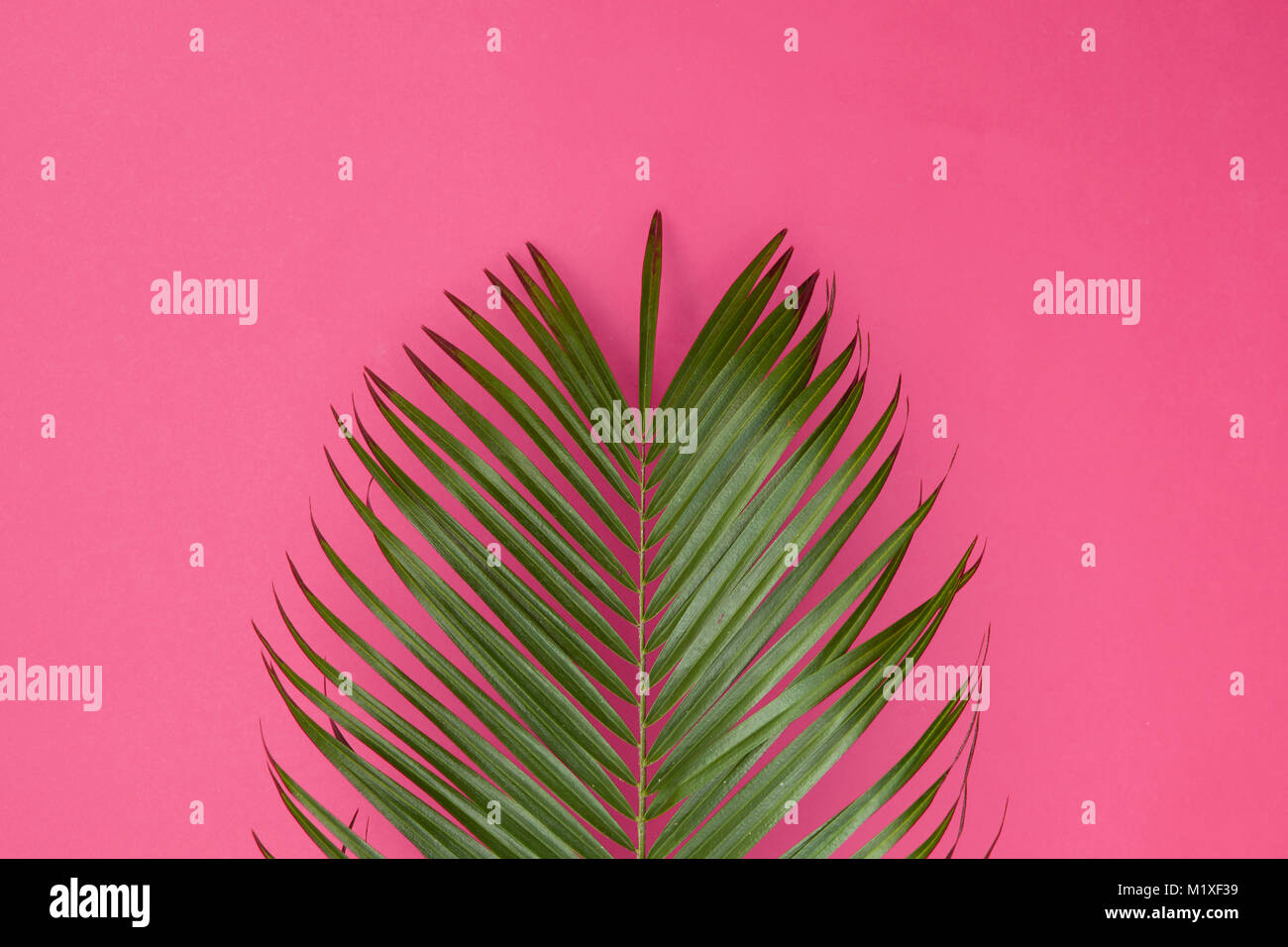 Tropical Palm tree leaf su un pastello alla moda sfondo rosa Foto Stock