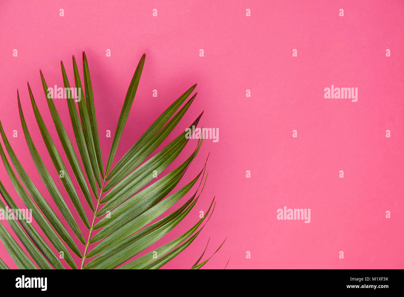 Tropical Palm tree leaf su un pastello alla moda sfondo rosa Foto Stock