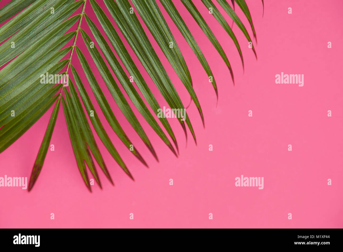 Tropical Palm tree leaf su un pastello alla moda sfondo rosa Foto Stock