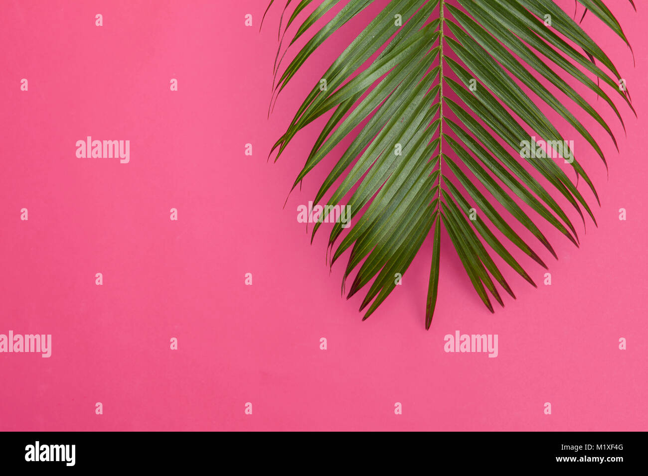 Tropical Palm tree leaf su un pastello alla moda sfondo rosa Foto Stock