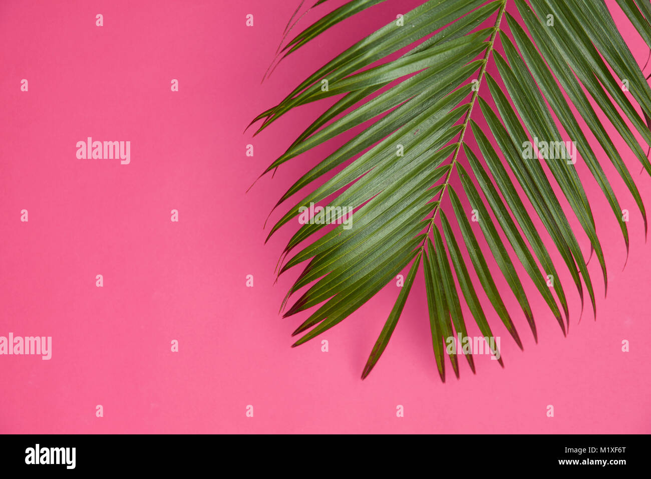 Tropical Palm tree leaf su un pastello alla moda sfondo rosa Foto Stock