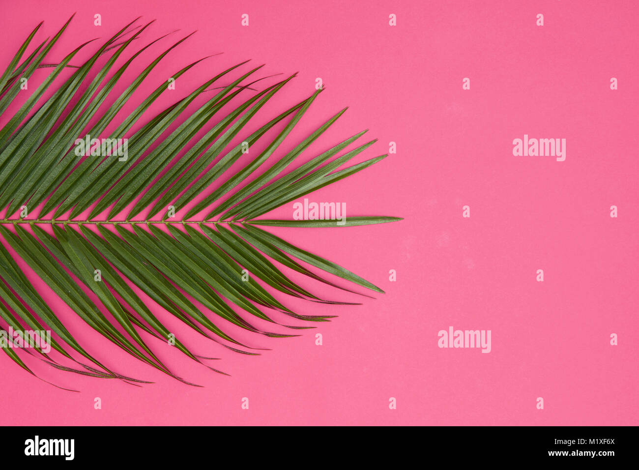 Tropical Palm tree leaf su un pastello alla moda sfondo rosa Foto Stock