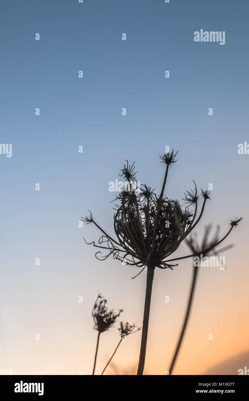 Silhouette di essiccato a frutto di testa della carota selvatica Daucus carota Ripalimosani, Campobasso, Italia, nuovamente un inverno di Cielo di tramonto Foto Stock