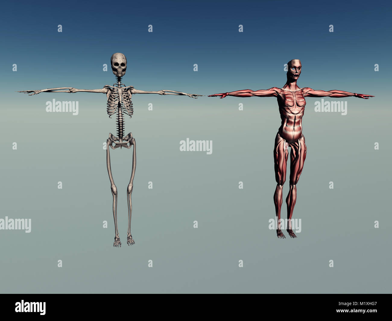 Femmina Anatomia Umana Foto Stock