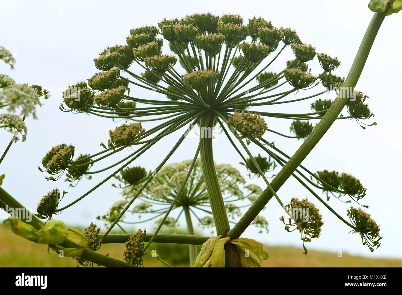 Hogweed blossoms, wild pianta velenosa ambrosia Foto Stock