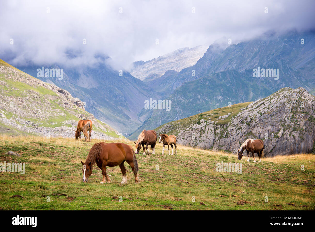 Allevamento di cavalli al pascolo vicino Pourtalet pass, Ossau valle nei Pirenei, Francia Foto Stock