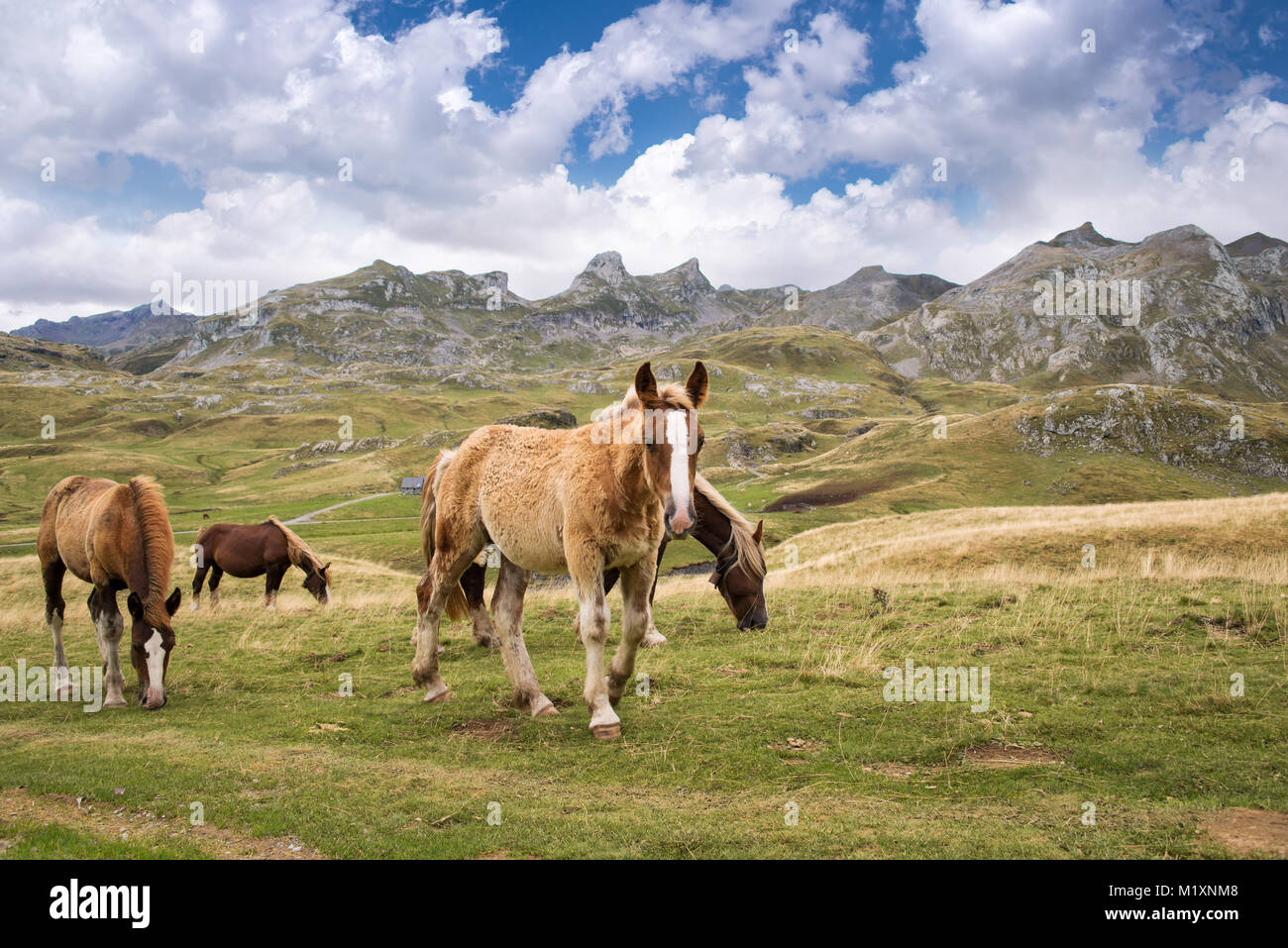 Allevamento di cavalli al pascolo vicino Pourtalet pass, Ossau valle nei Pirenei, Francia Foto Stock