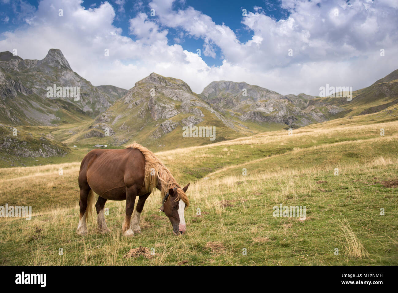 Cavallo al pascolo vicino Pourtalet pass, Ossau valle nei Pirenei, Francia Foto Stock