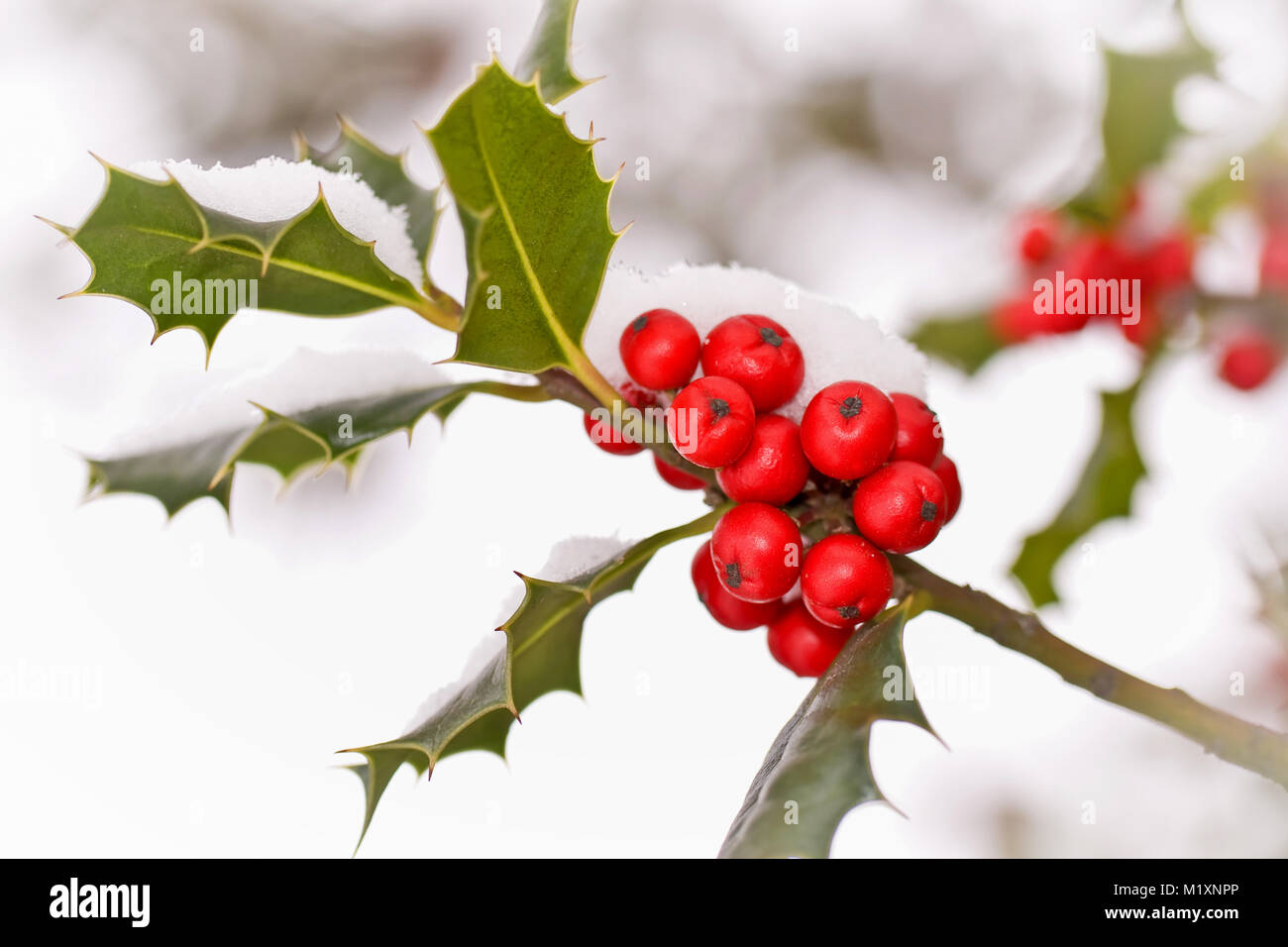 Chiudere fino od un ramo di agrifoglio con bacche rosse coperte di neve Foto Stock