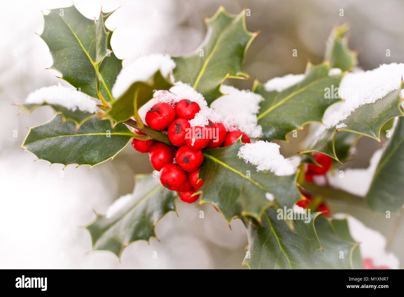 Chiudere fino od un ramo di agrifoglio con bacche rosse coperte di neve Foto Stock
