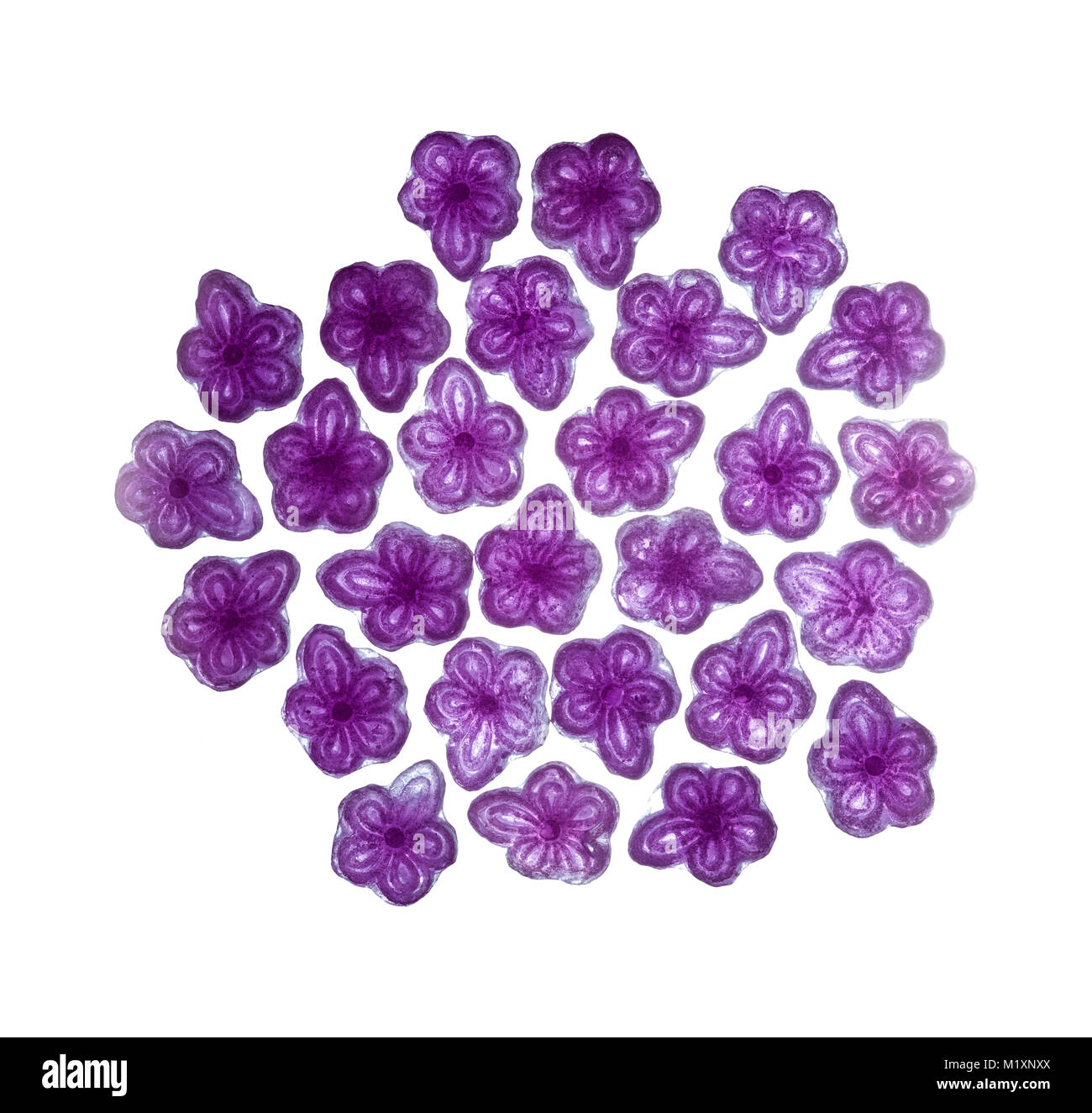 Violet candy, Hard Candy in forma di fiore violaceo, aromatizzati con fiore violaceo essenza, tradizionalmente realizzati in Spagna a Madrid. Foto Stock