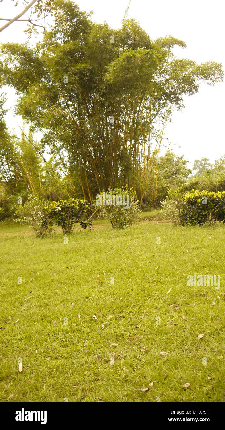 La copertura degli alberi a Mpanga Forest in Mpigi, Uganda Foto Stock