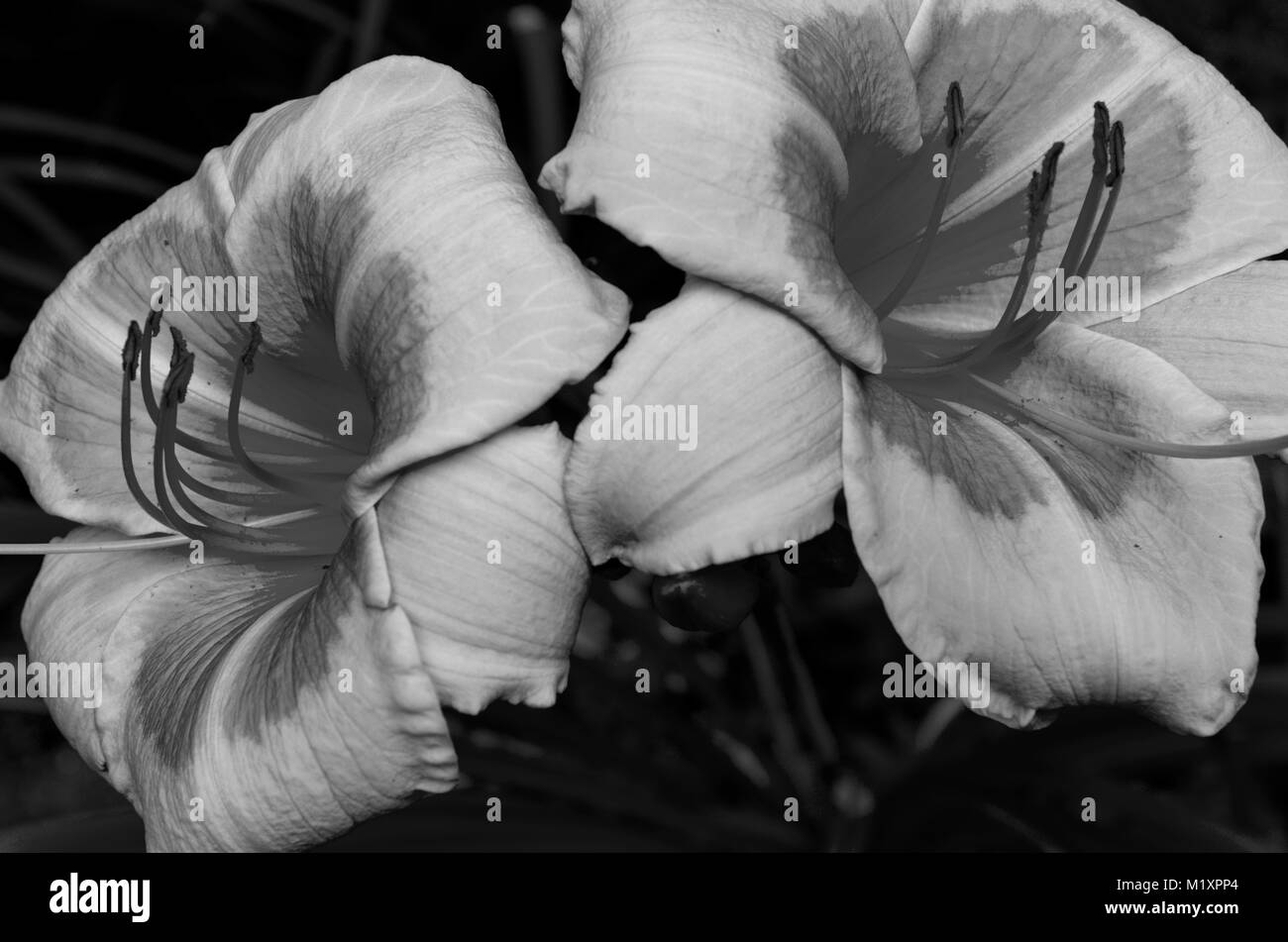 Giorno multicolore lily 3 bw Foto Stock