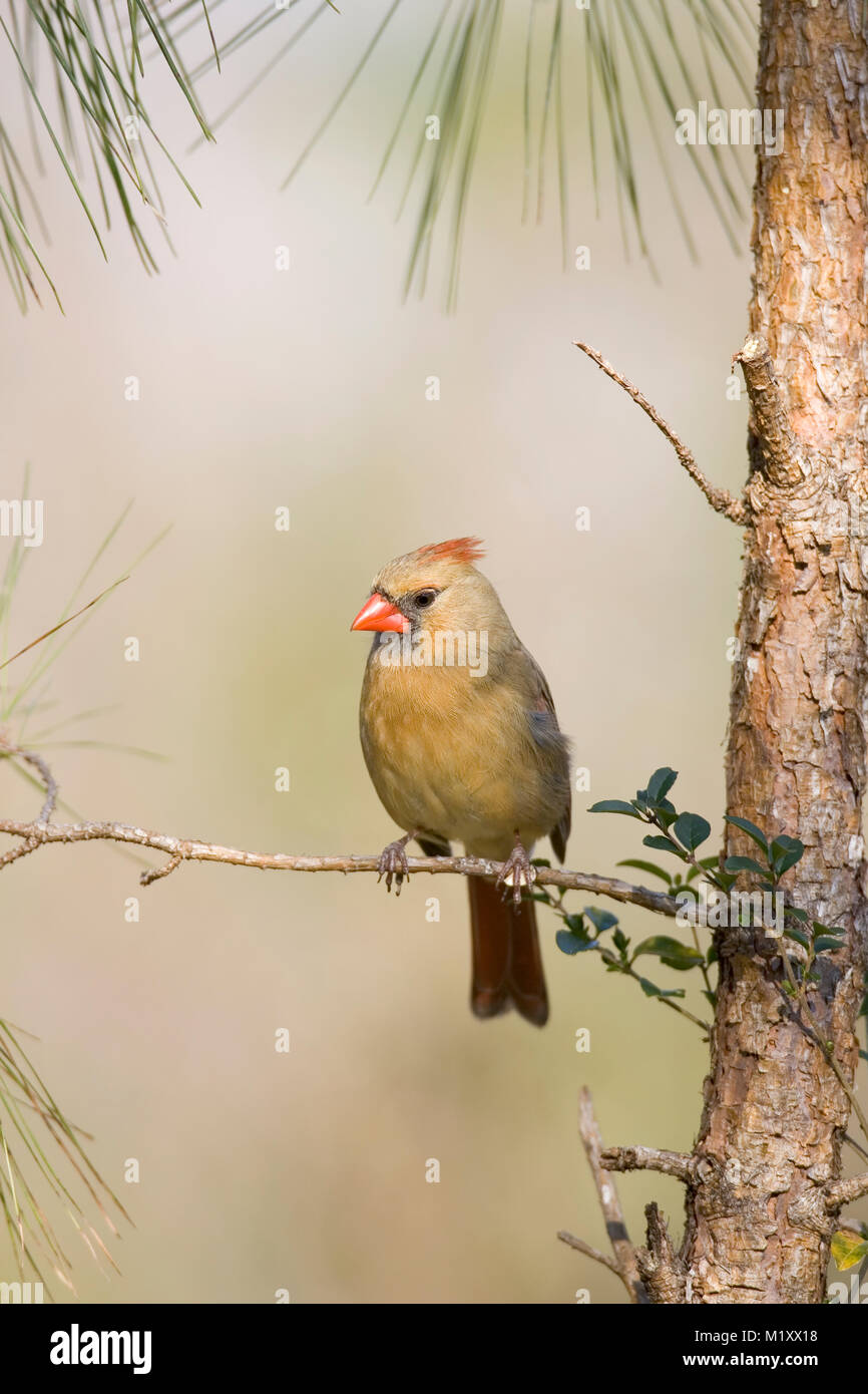 Una femmina adulta Nord del Cardinale appollaiato su un ramo di pino. Inizio della primavera, Monoeville, Alabama. CARDINALIDAE Cardinalis cardinalis unito: Animalia Foto Stock