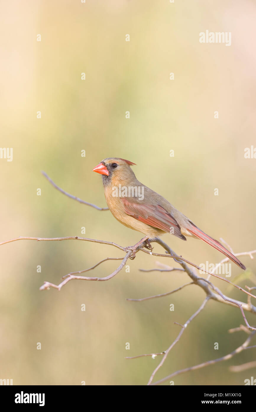 Una femmina adulta Nord del Cardinale appollaiato su un ramo di pino. Inizio della primavera, Monoeville, Alabama. CARDINALIDAE Cardinalis cardinalis unito: Animalia Foto Stock