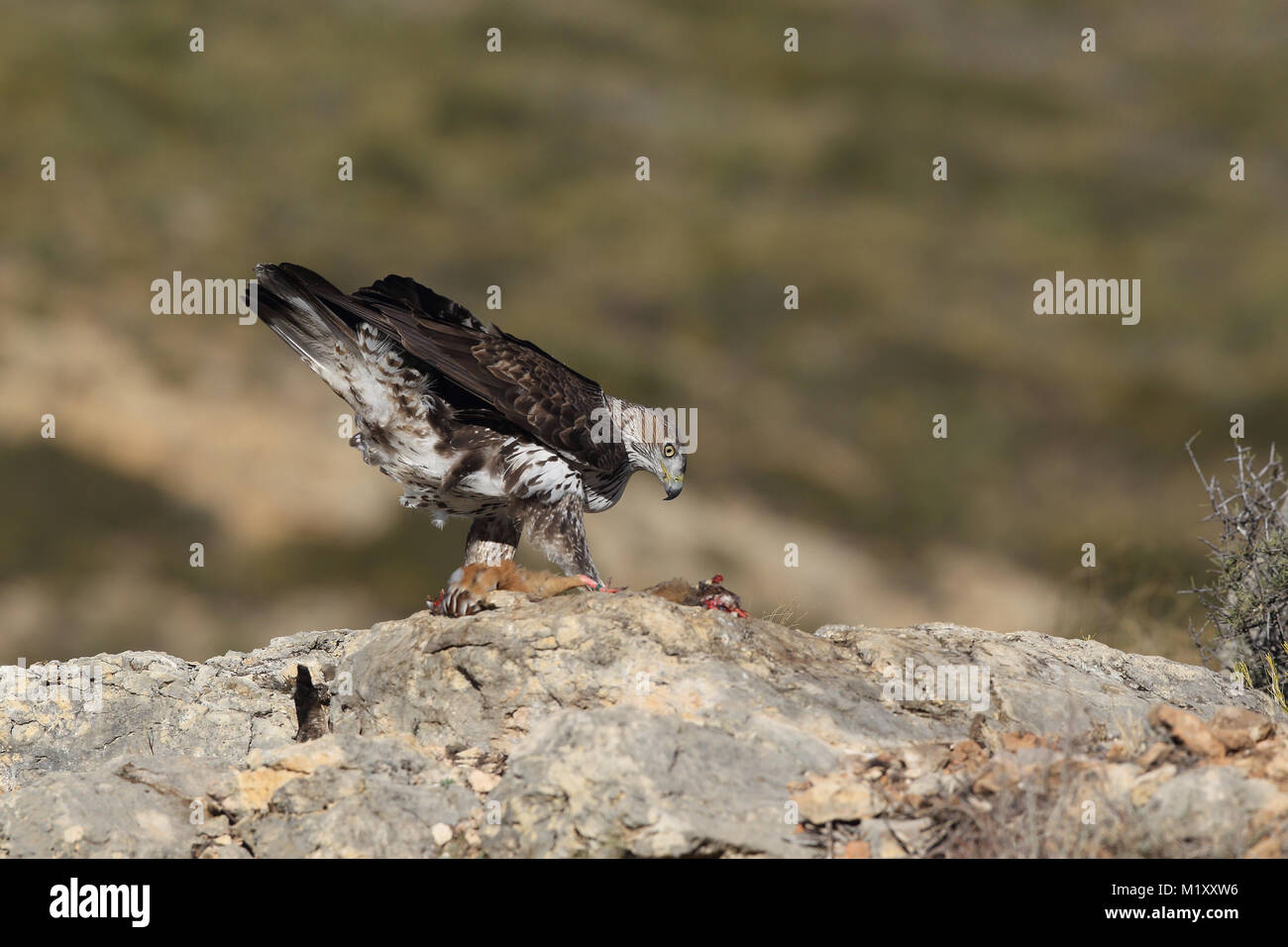 L'aquila del Bonelli - Stagione di accoppiamento Foto Stock