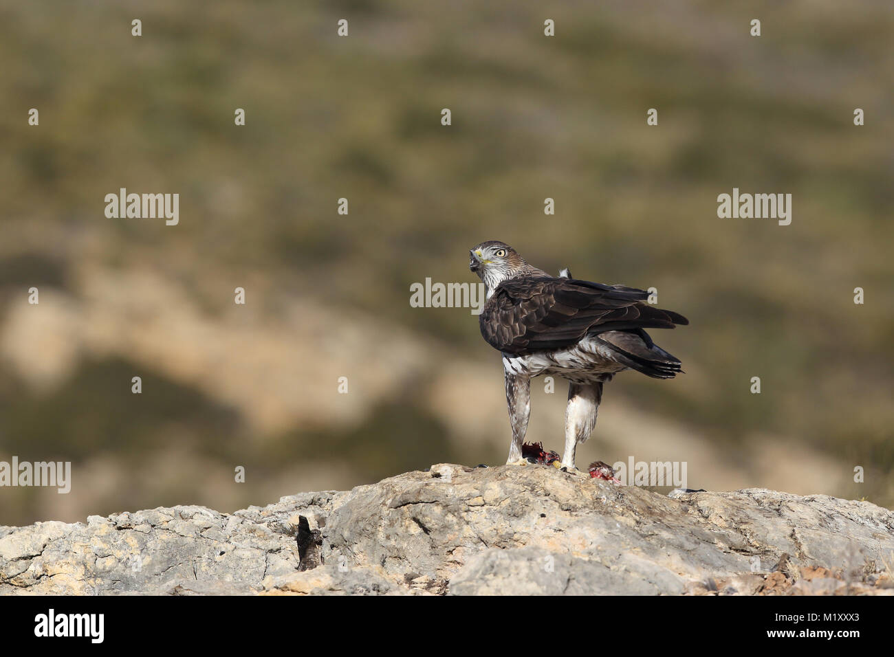 L'aquila del Bonelli - Stagione di accoppiamento Foto Stock