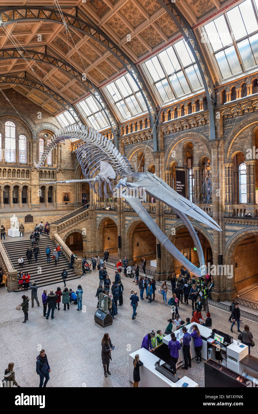 Il blu di scheletro di balena in Hintze Hall, il Museo di Storia Naturale di Londra, Inghilterra, Regno Unito Foto Stock