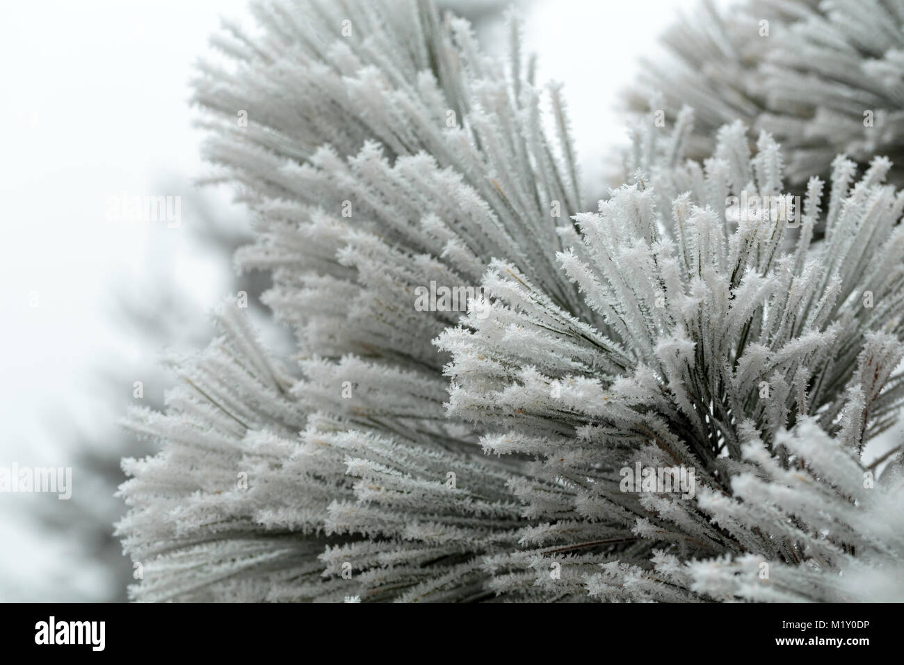 L'inverno impressione nel gelido giorno Foto Stock