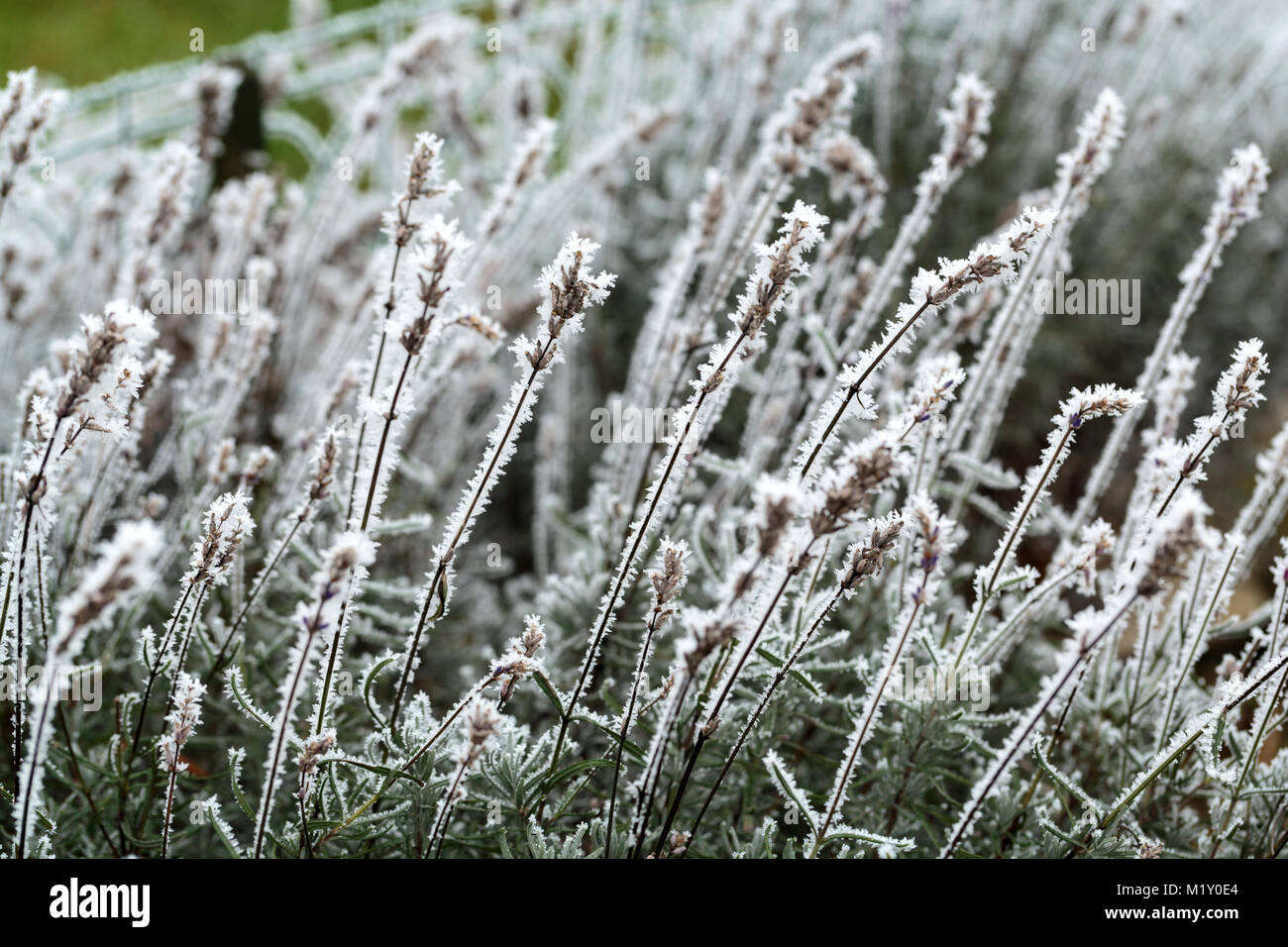 L'impressione d'inverno - l'annoso lavanda in giardino Foto Stock