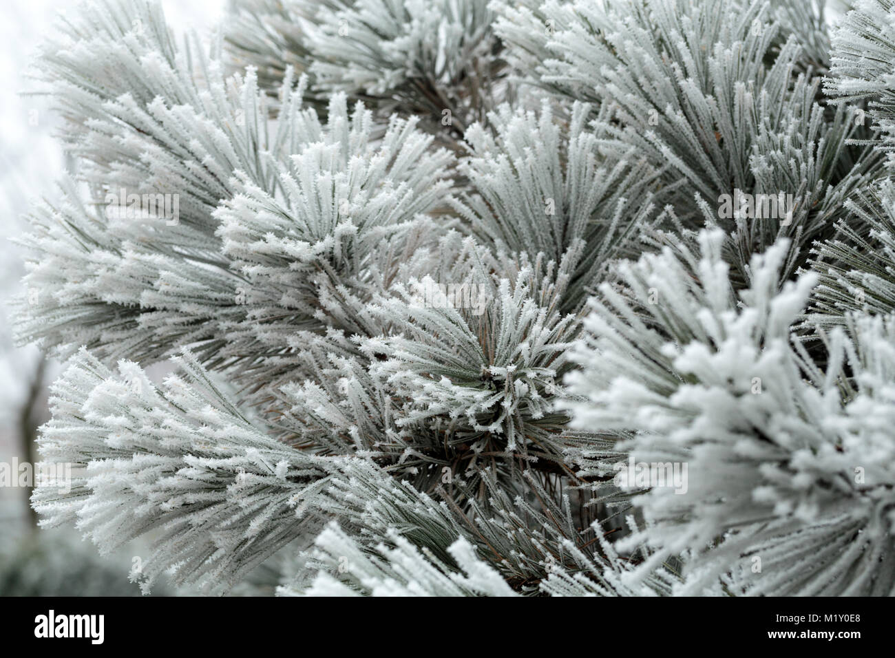 L'inverno impressione nel gelido giorno Foto Stock