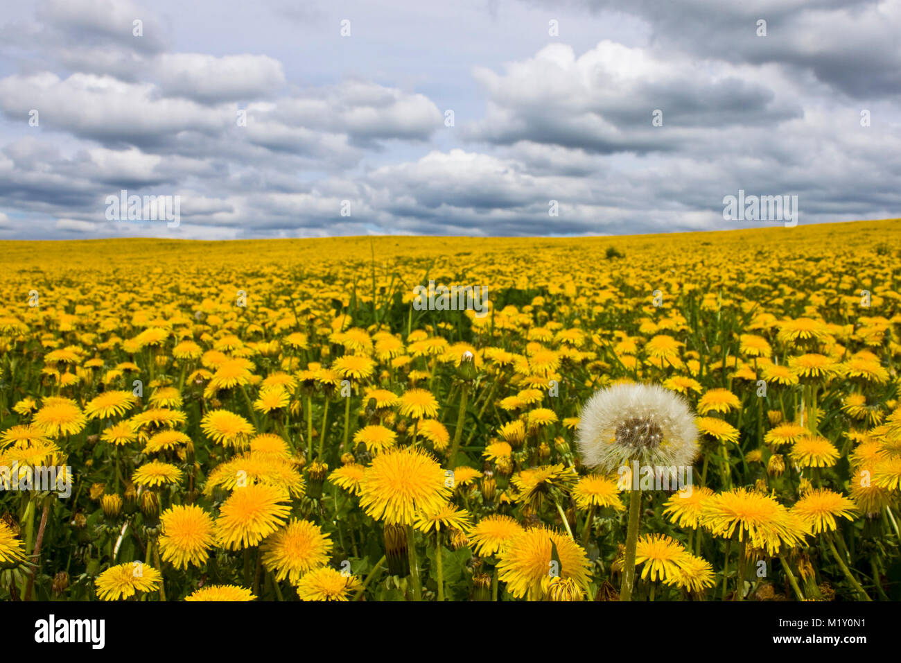 La Lonely tarassaco fuori di bloom su un campo pieno di fiori durante la bella giornata di sole. Il cielo è nuvoloso. Foto Stock