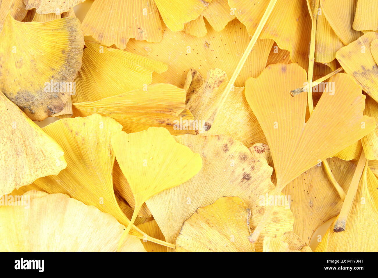 Giallo foglie di ginkgo biloba in autunno texture di sfondo, il fuoco selettivo Foto Stock