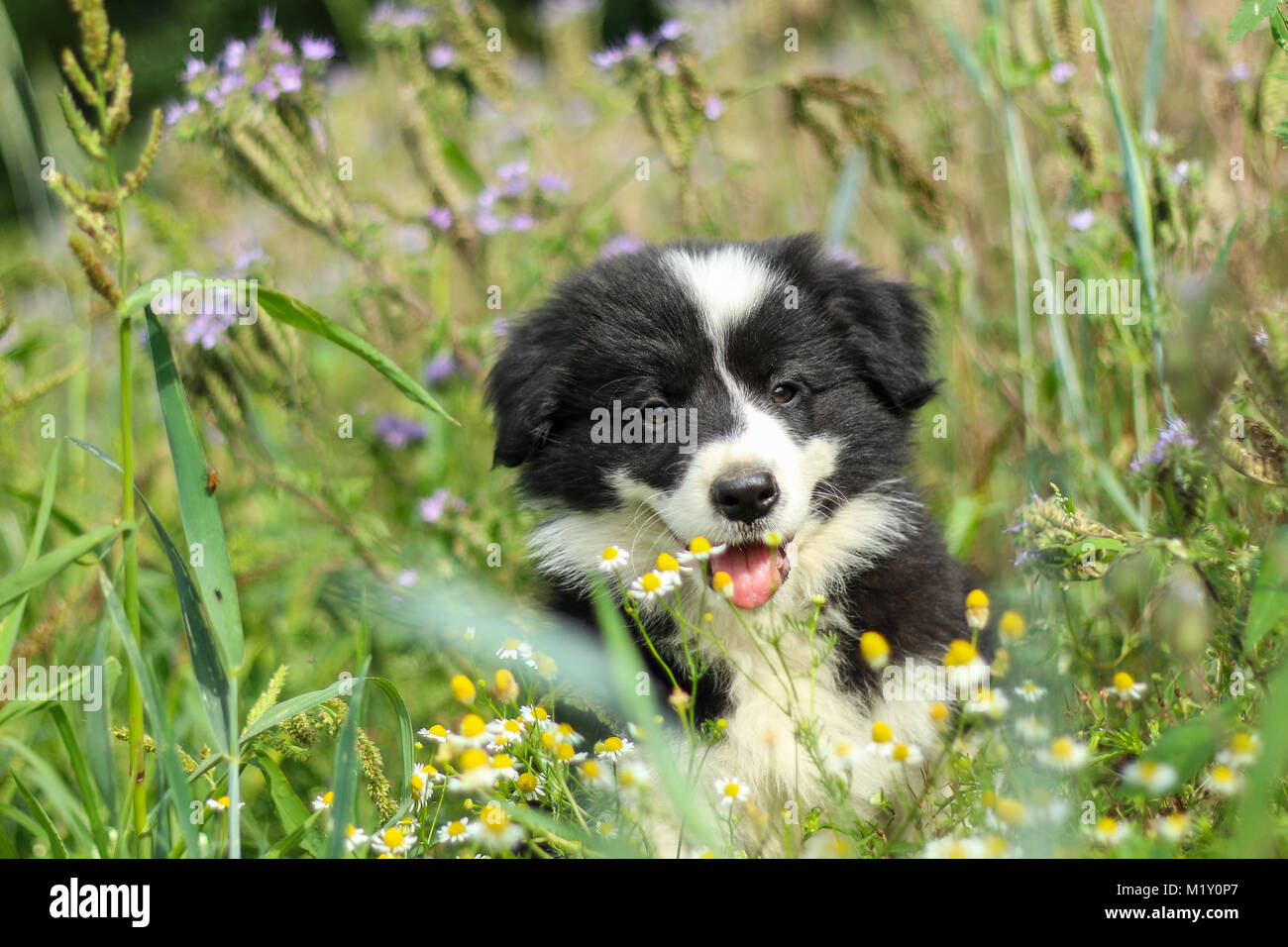 Una foto ritratto di un grazioso cucciolo di Border Collie. Egli è ooking felice e soddisfatto. Come è sorridente. Foto Stock