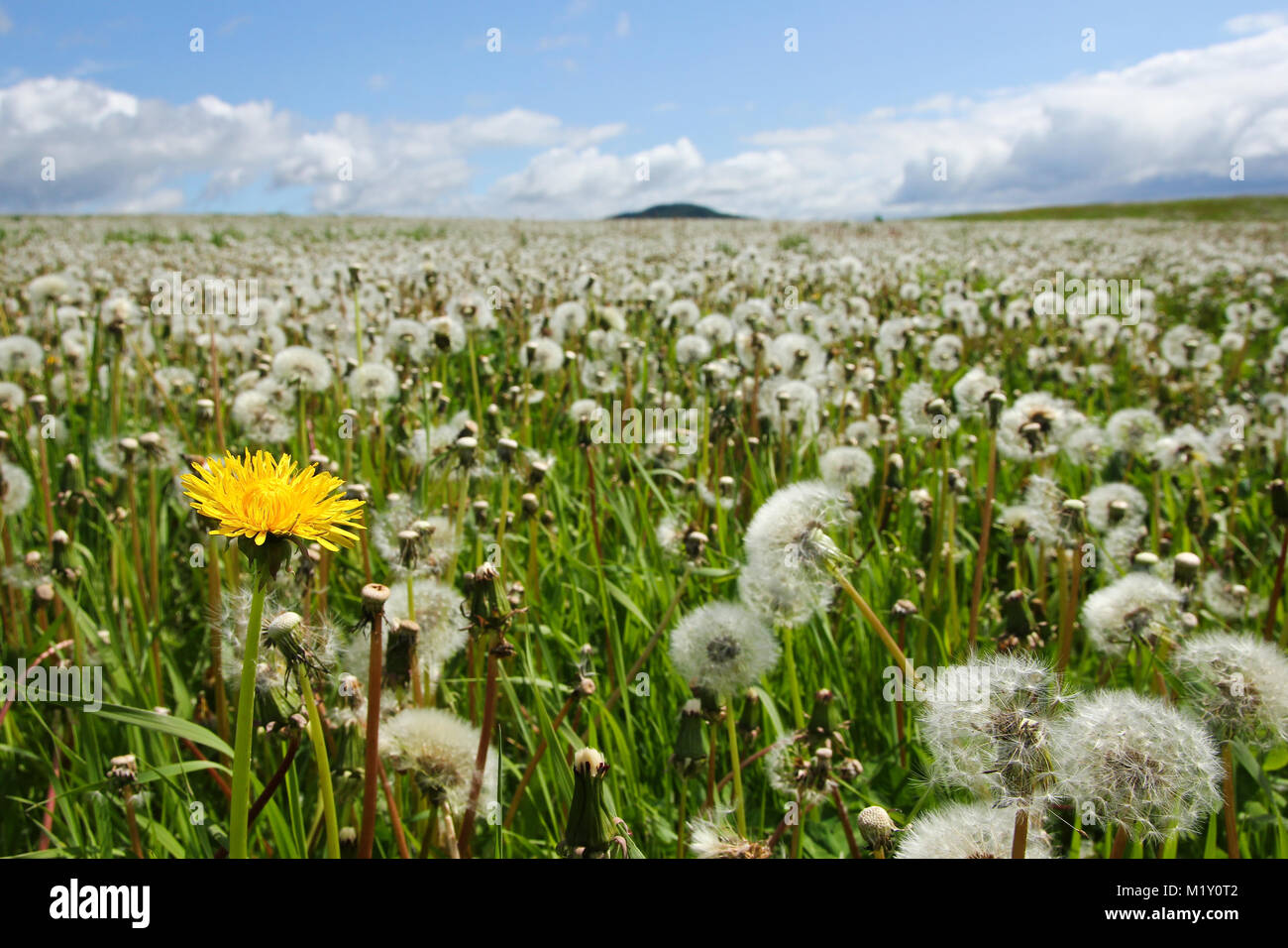 La Lonely tarassaco su un campo pieno di fuori delle fioriture dei fiori durante la soleggiata giornata estiva. Foto Stock