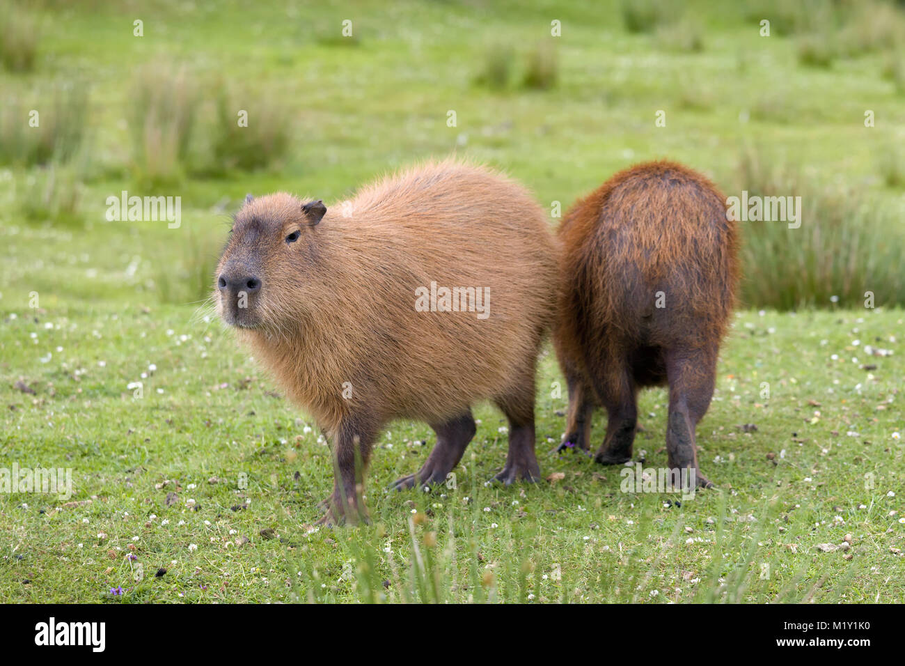 Sud Americana capibara o hydrochaeris è il roditore più grande al mondo Foto Stock