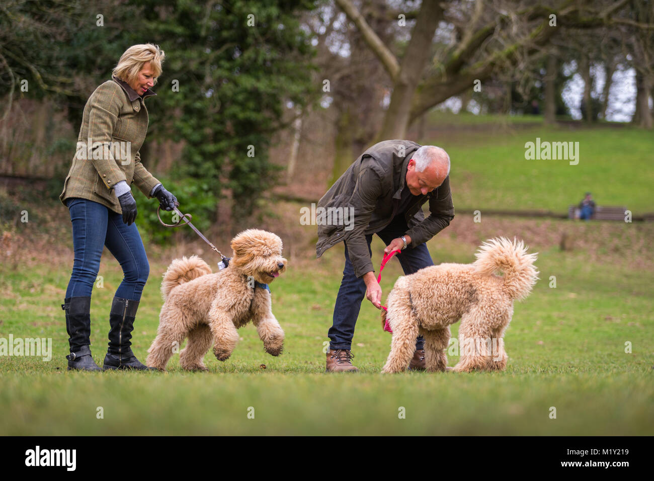 I vecchi coppia di mezza età con i loro cani goldendoodle nel park REGNO UNITO Foto Stock