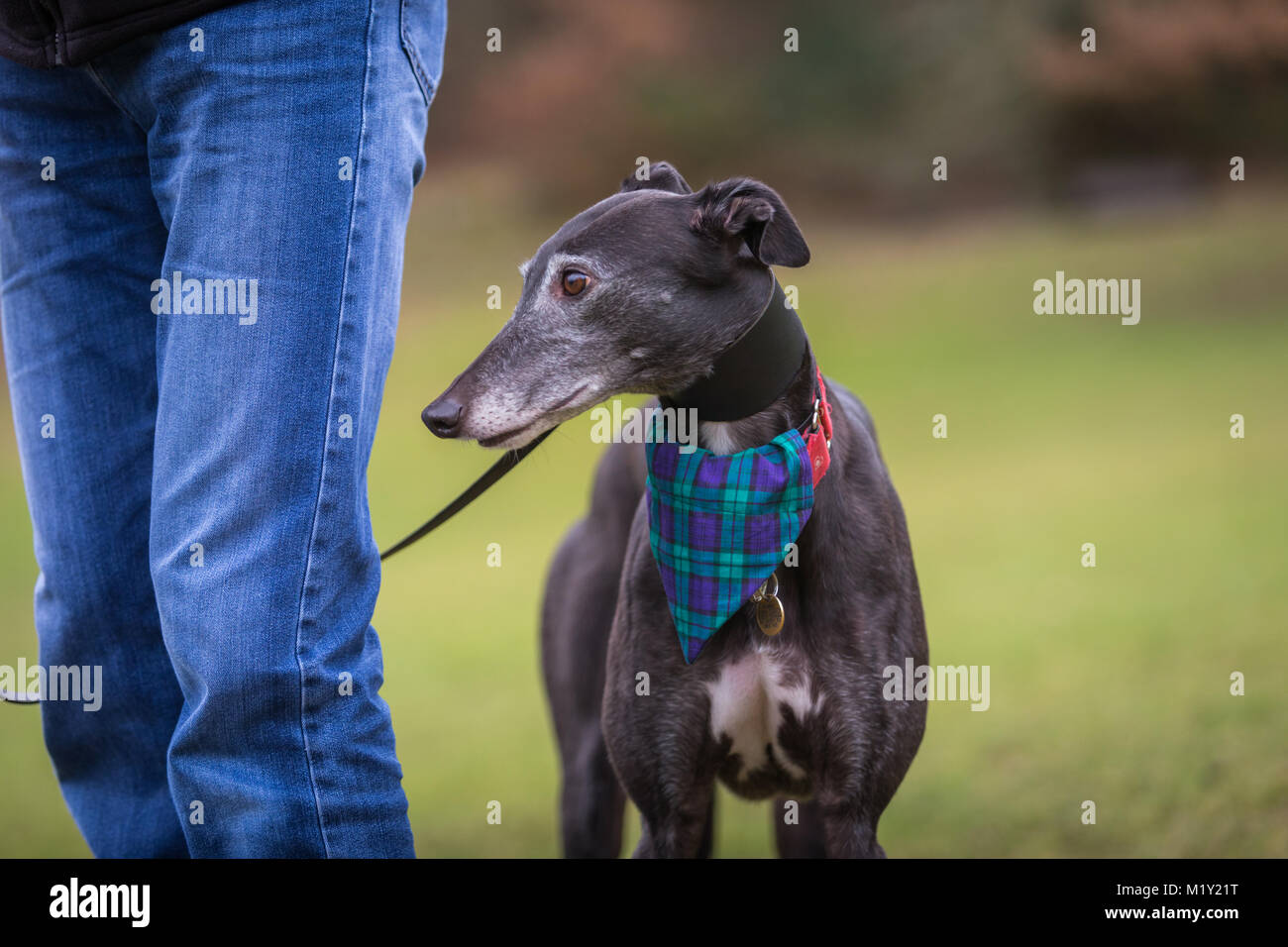 Levriero nero cane al guinzaglio sotto il controllo di un parco con il suo proprietario visibile Foto Stock