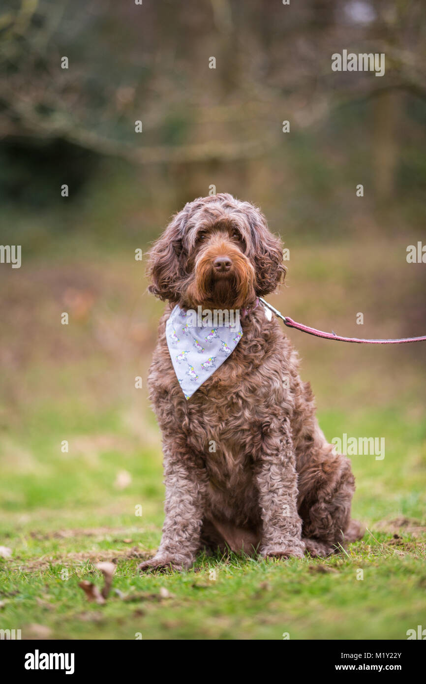 Dog sitter nel parco sotto il controllo che indossa una bandana Foto Stock