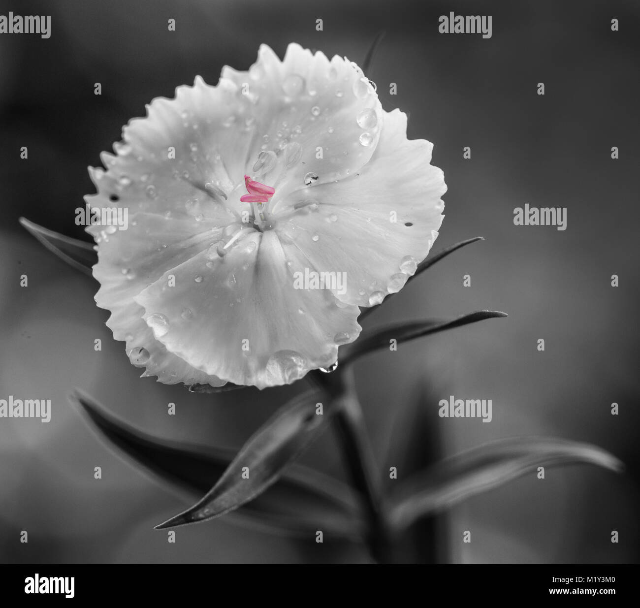 L'arrivo della primavera permette la macrofotografia di bellissimi fiori  selvatici, rose, e gocce di acqua dopo la pioggia, con una visione  particolare di essi Foto stock - Alamy
