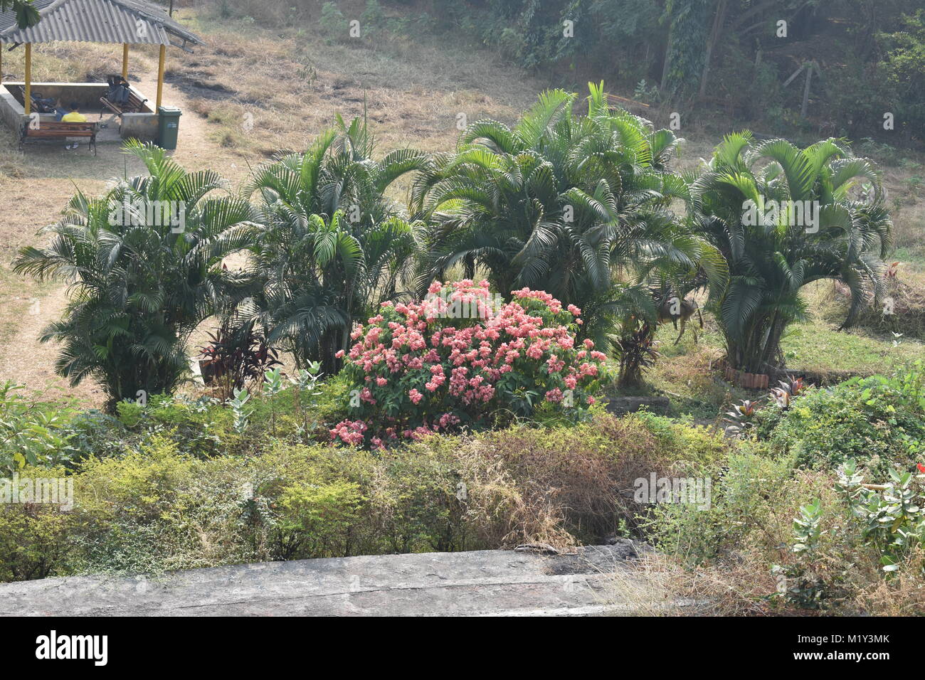 Molto bella la vista della piscina Palm tree con fiore rosa in un giardino. Foto Stock