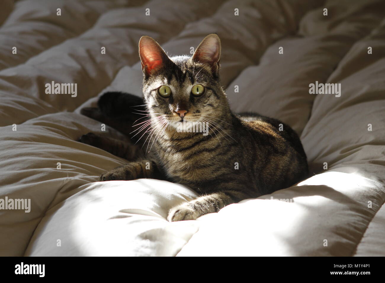 Meraviglioso gatto su un lettino da sole. Foto Stock