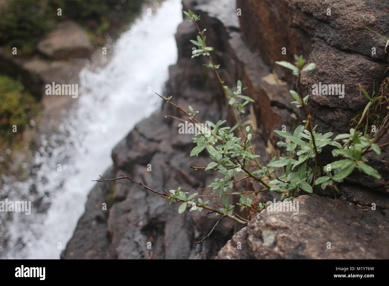 Impianto accanto alla cascata Foto Stock