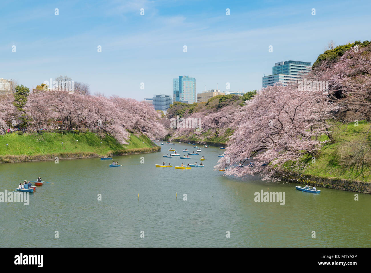 Vista del massiccio la fioritura dei ciliegi a Tokyo in Giappone come sfondo. A Photoed Chidorigafuchi, Tokyo, Giappone. Foto Stock