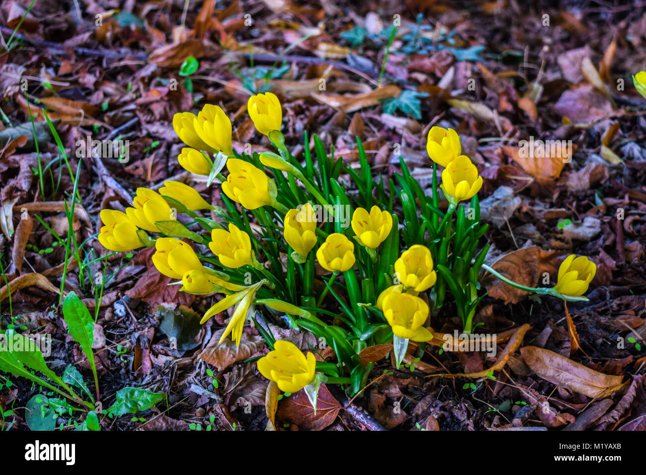 Sternbergia Lutea, l'inverno daffodil, autunno daffodil, cadono daffodil, giglio di campo o Giallo autunno crocus, in Italia Foto Stock