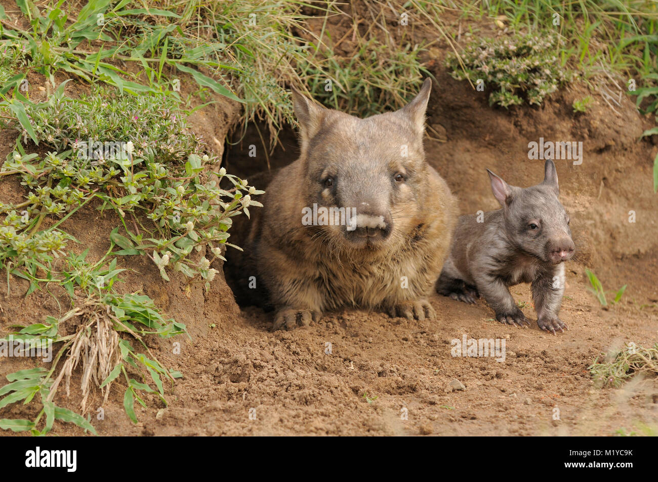 Southern Hairy-becchi Wombat Lasiorhinus latifrons per adulti e giovani a burrow ingresso Captive fotografato nel Queensland, Australia Foto Stock