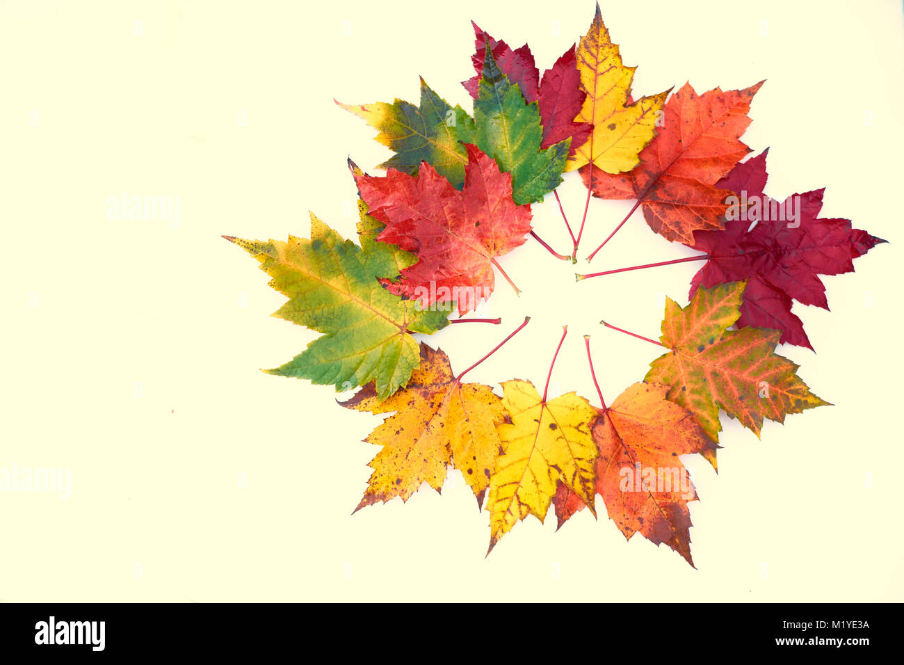 Foglie di autunno.Colorata caduta toni: giallo ocra, marrone, rosso, arancione, verde. Foto Stock