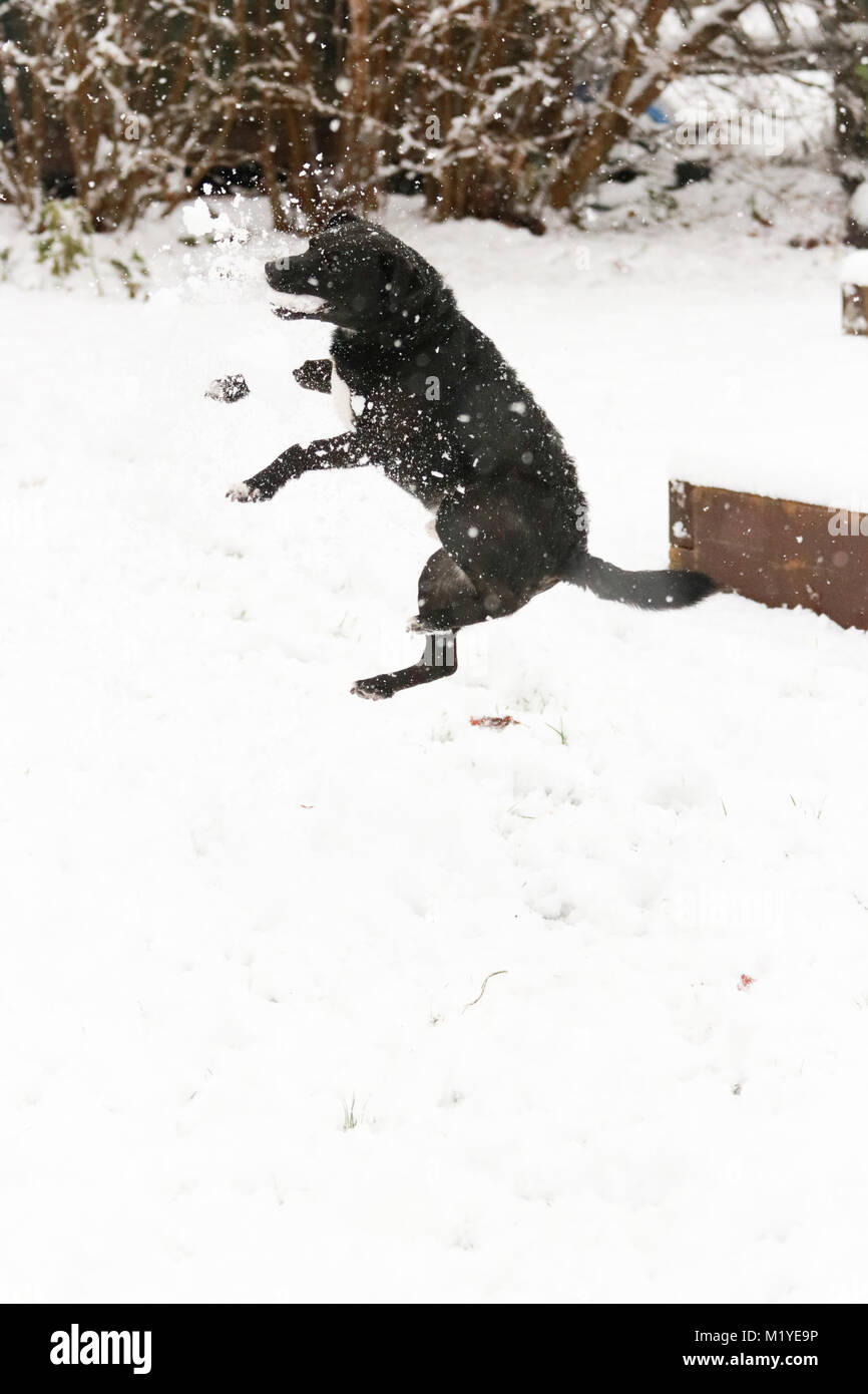 Maschio nero Patterdale Terrier giocare nella neve. Oxfordshire, Regno Unito. Foto Stock