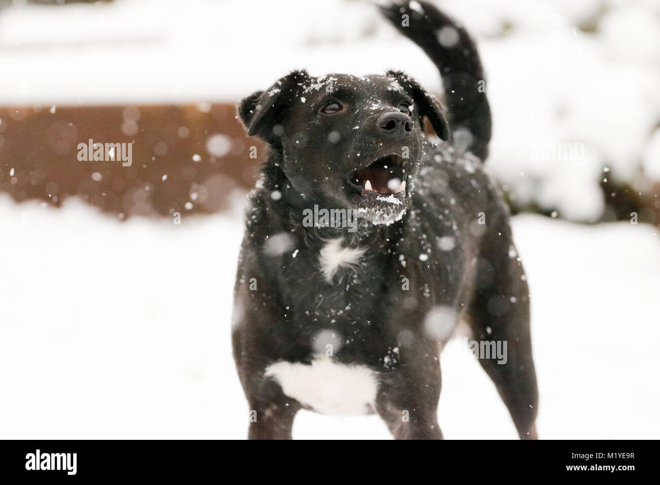 Maschio nero Patterdale Terrier giocare nella neve. Oxfordshire, Regno Unito. Foto Stock