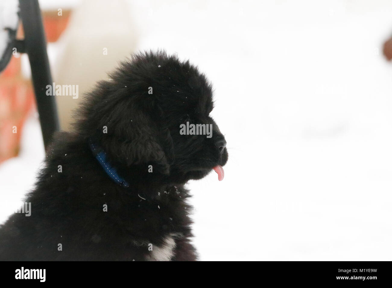 Cucciolo di Terranova riproduzione di neve Foto Stock