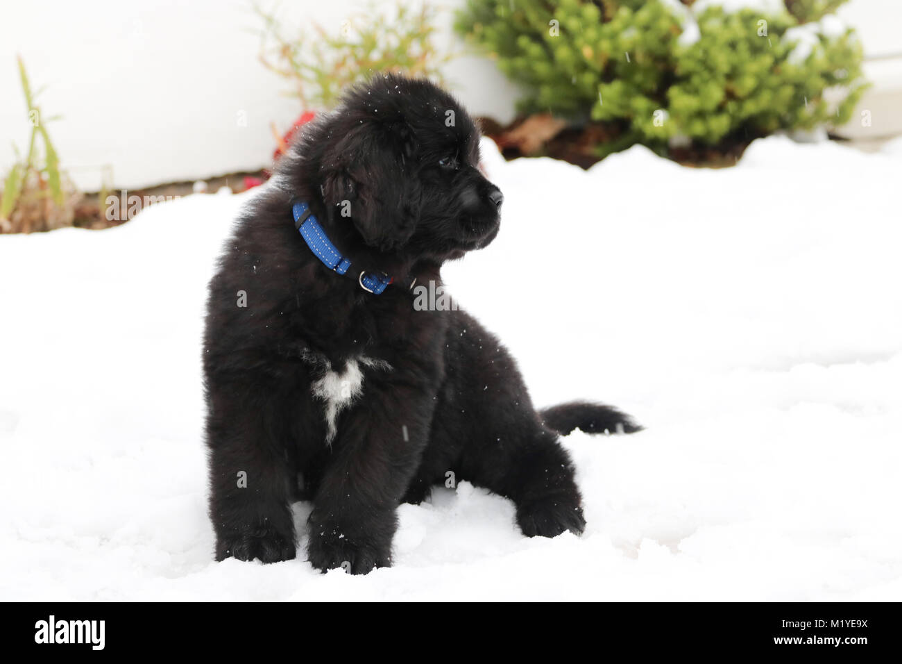 Cucciolo di Terranova riproduzione di neve Foto Stock